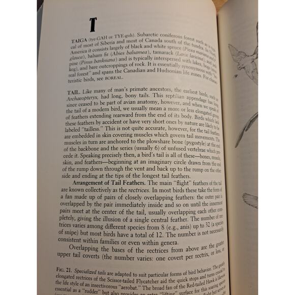 The Birdwatcher's Companion An Encyclopedic Handbook of North American Birdlife - Picture 10 of 11